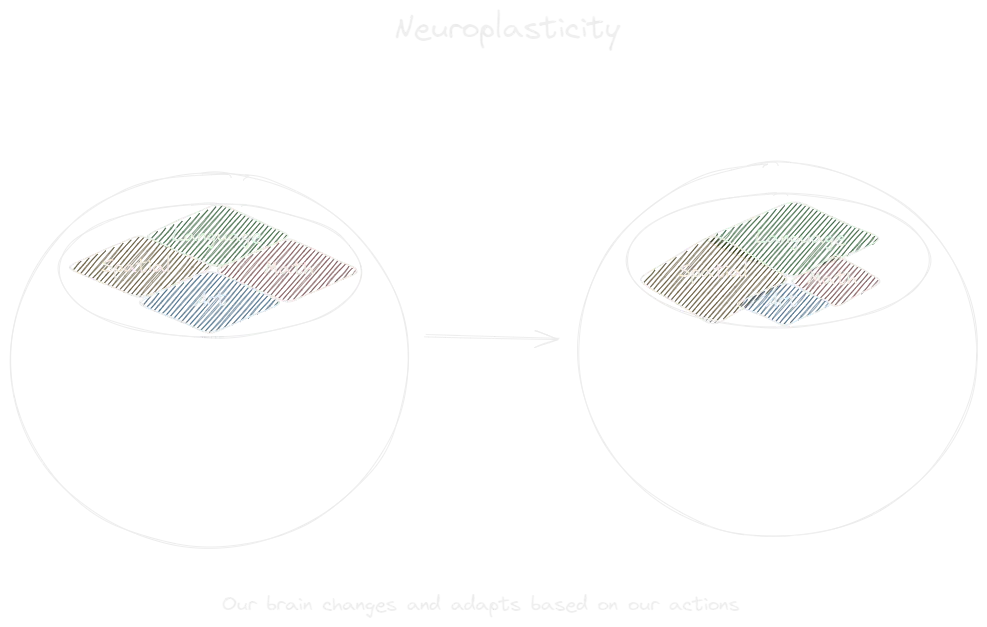 Neuroplasticity.webp
